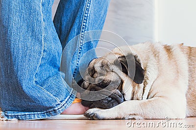 White pug is sleeping on the human leg