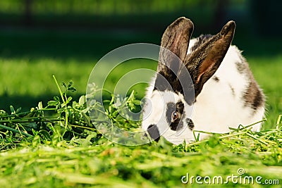 White rabbit with black dots resting on the grass