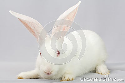 White rabbit on a gray background