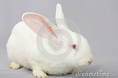 White rabbit on a gray background