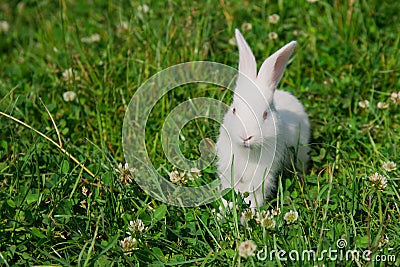 White rabbit on a green lawn