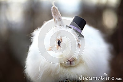 Rabbit in a top hat