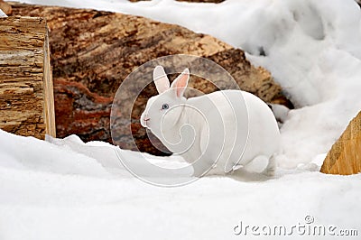 White Rabbit in the Snow
