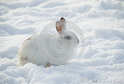 White rabbit in snow profile