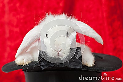 White rabbit in a top hat