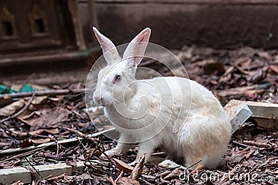 White rabbit in waste land