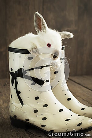 White Rabbit in the White Boot on Wooden Background