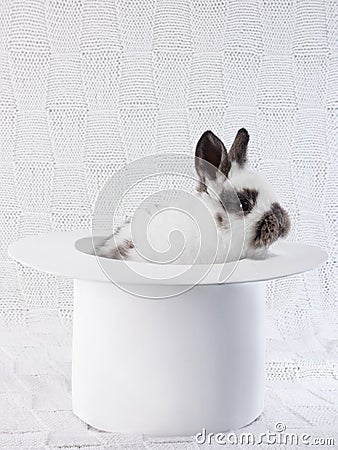 White rabbit in a white hat