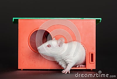 White rat in a red house