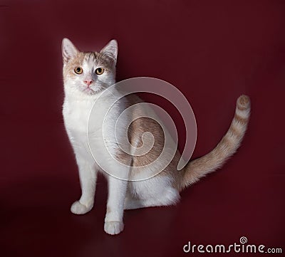 White and red cat sitting on burgundy