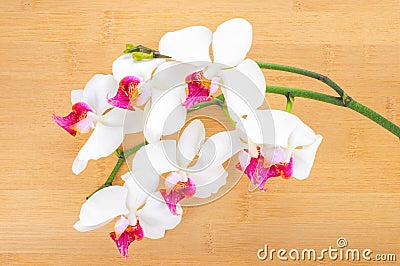 White with red orchid on bamboo wooden background