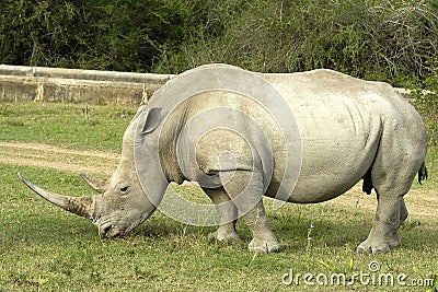 White Rhino