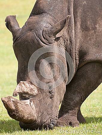 White Rhino