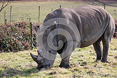 White rhino eating