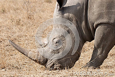 White Rhino Horn