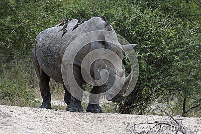 White rhino with ox peckers