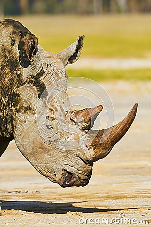 White rhino portrait vertically