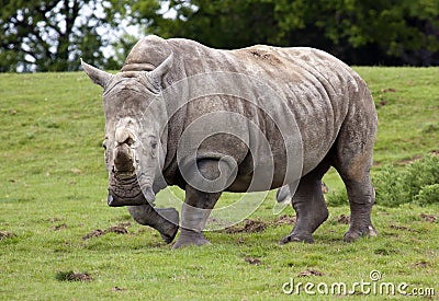 White Rhino Running