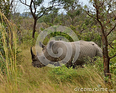 White Rhino standing in bushveld