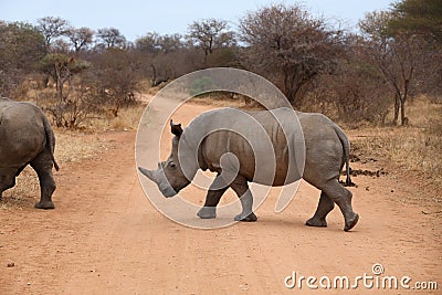 White Rhinoceros