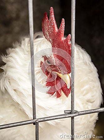 White Rooster Behind the Metal Bars of a Cage