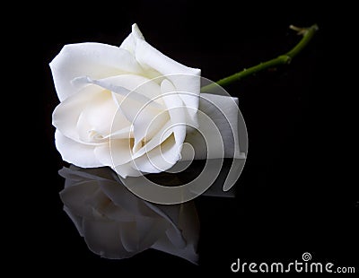 White Rose on Black