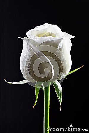 White rose in black background