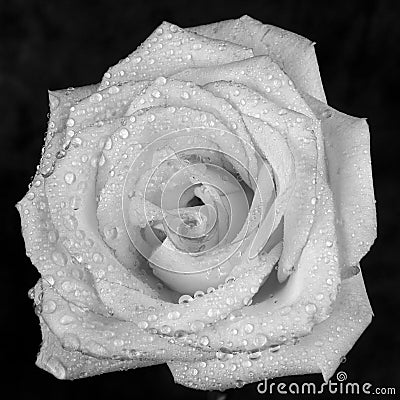 White rose with dew