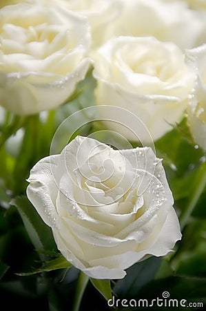 White roses