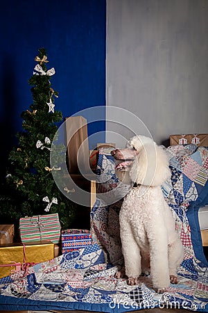 White Royal poodle on blue