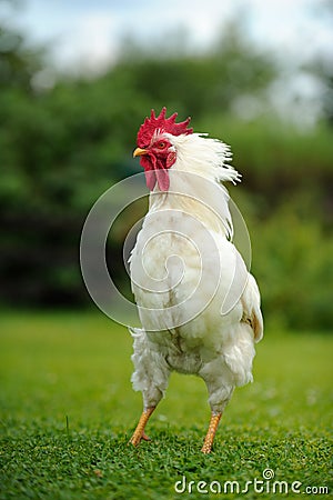 White Ruffled Rooster