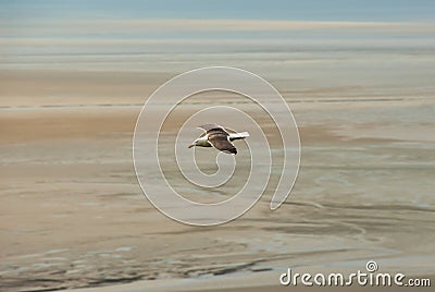 White seagull flying over atlantic beach