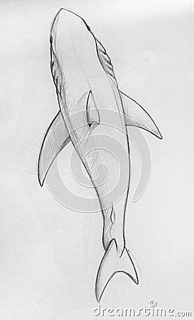 White Shark, Top View Stock Illustration - Image: 41738925