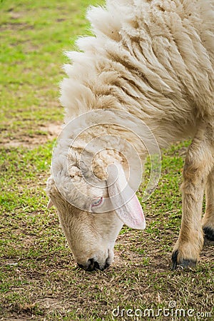 White sheep in the field