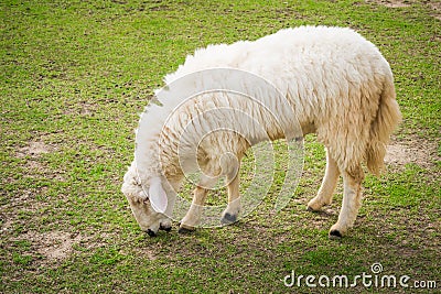 White sheep in the field