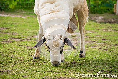 White sheep in the field