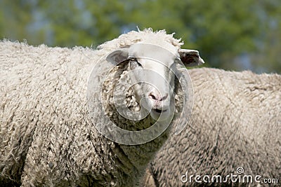 White sheep (ovis aries)