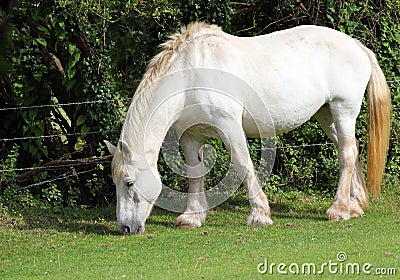 White Shire horse .