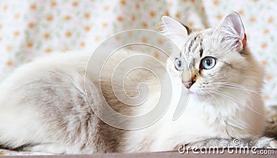 White siberian cat, neva masquerade version