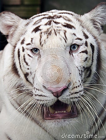 White Siberian tiger - close up