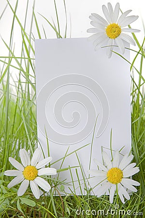 White Sign Amongst Grass and Daisy Flowers