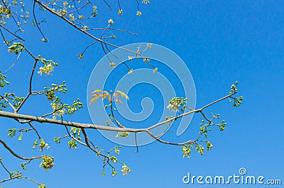 White silk cotton tree in efflorescence season