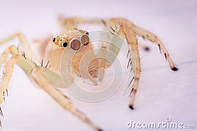 White spider