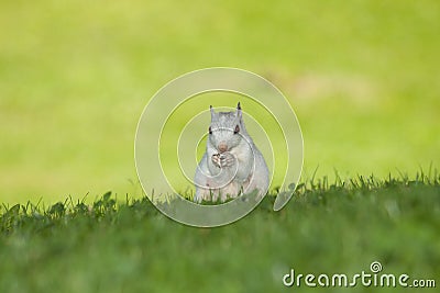 White Squirrel on Green Hill