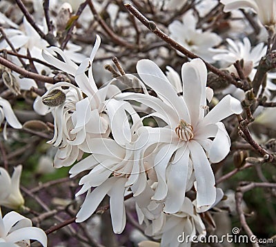 White Star Magnolia Tree in Bloom