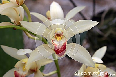White star shaped orchid