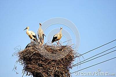 White storks (ciconia ciconia) family in the nest. Work is done. Curious who photographs.