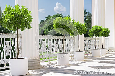 White summer terrace with potted plant near railing. Garden view