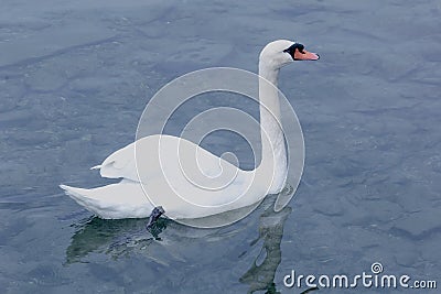 White swan in clear water