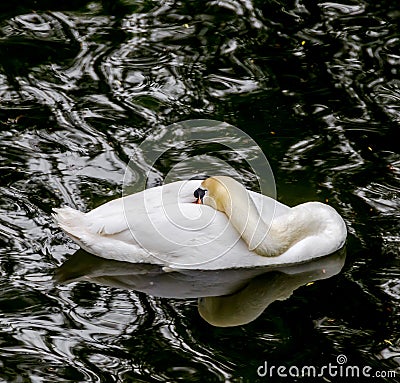 White swan on the dark lake